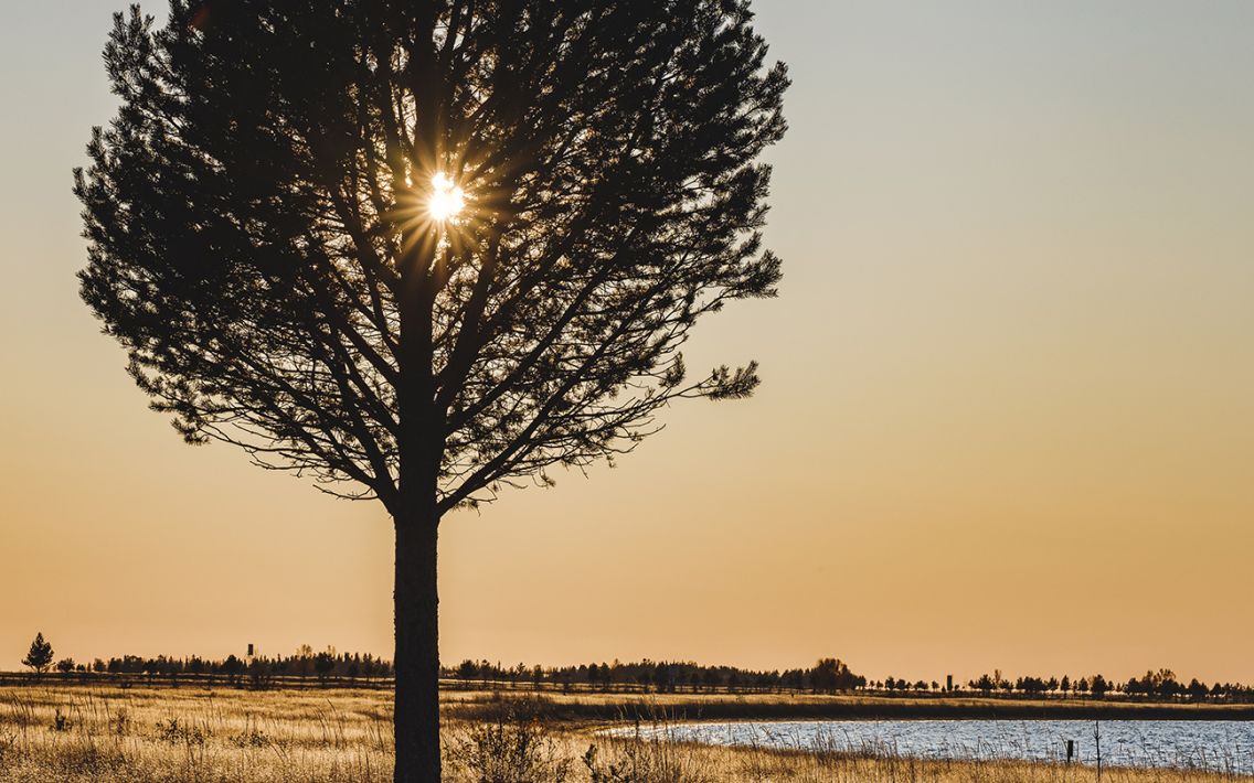 Solen syns bakom träd