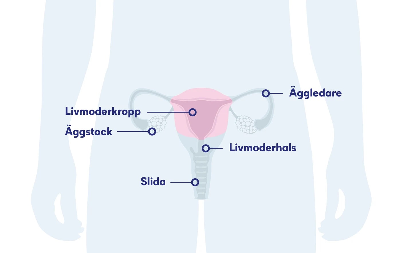 Illustration av livmodern